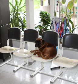 Endoskopija in kirurgija pse in mačke 