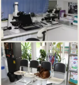 ortopedija pri mačkah in psih slovenija