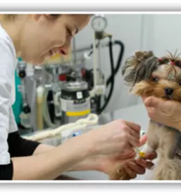 Endoskopija pri psih in mackah slovenija