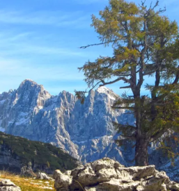 Erjavceva koca jesenice