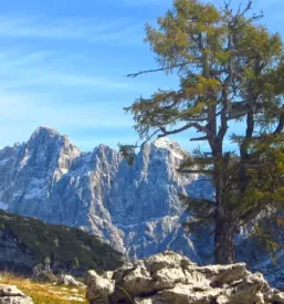 Erjavceva koca jesenice