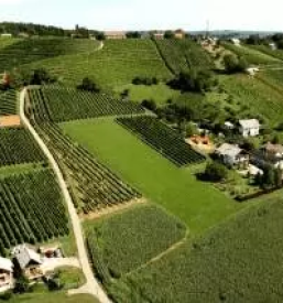 Gute bouteillenweine in slowenien