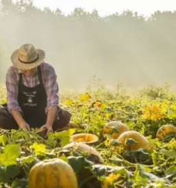 Domače hladno stiskano bučno olje Slovenija