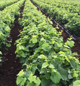 Hochwertige pfropfreben