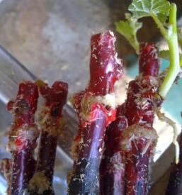 Hochwertige pfropfreben veredlungen in der slowenischen Region