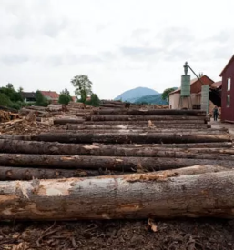 Holzschneiden in slowenien