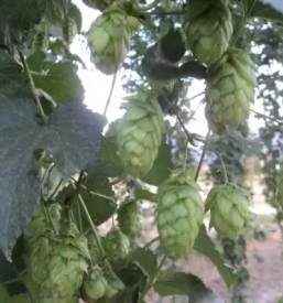 Delivery of hops from Slovenia