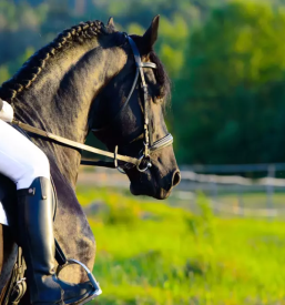 Horse riding bled slovenia