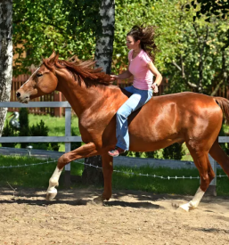 Horse riding bled slovenia