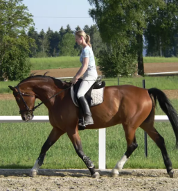 Horse riding bled slovenia