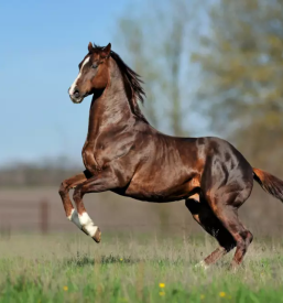 Horse riding bled slovenia
