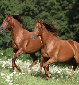 Horse riding bled slovenia