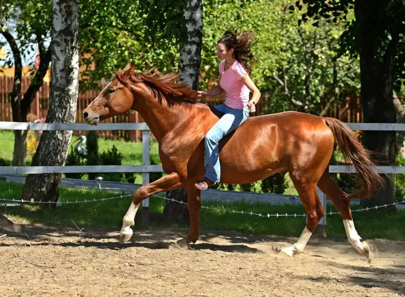 Horse riding Bled