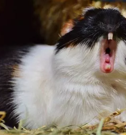 Hrana in oprema za male zivali glodalce ptice ribe krsko