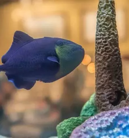 Hrana in oprema za male zivali glodalce ptice ribe krsko