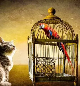 Hrana in oprema za male zivali glodalce ptice ribe krsko