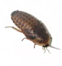 Hrana za eksoticne zivali slovenija