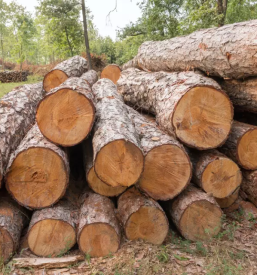 Il taglio e l acquisto del legno nella regione di goriska gorizia