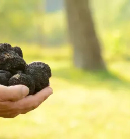 Istrski tartufi slovenija