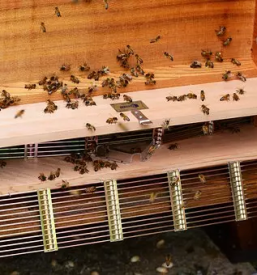 Izdelava cebelnjakov po meri slovenija