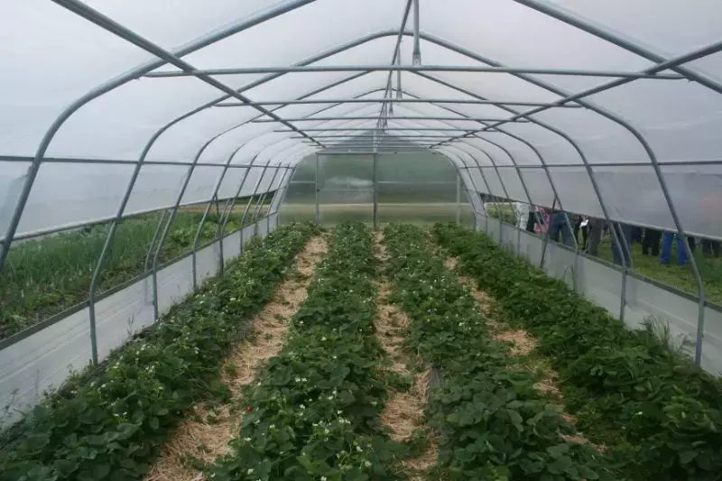 Postavitev vrtnega rastlinjaka