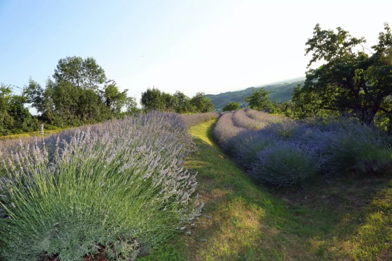 Izdelki iz sivke Goriška Brda