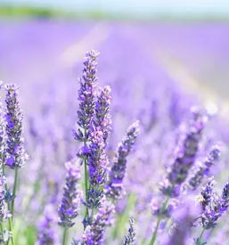 Izdelki iz sivke v sloveniji