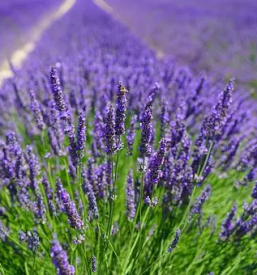 Izdelki iz sivke v sloveniji