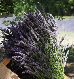 Izdelki iz sivke v sloveniji