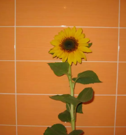 Izdelovanje talnih in stenskih oblog iz keramicnih in granitogres ploscic ljubljana