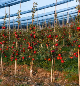 Izvedba postavitve sadovnjakov slovenija