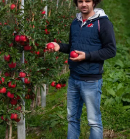 Izvedba postavitve sadovnjakov slovenija