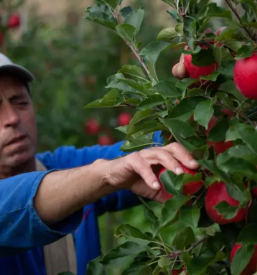 Izvedba postavitve sadovnjakov slovenija