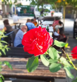 Jedi s tartufi koper okolica obala