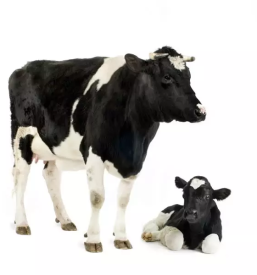 Kiropraktika za vse živali Goriška, Primorska