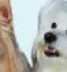 Kirurgija za male zivali ljubljana