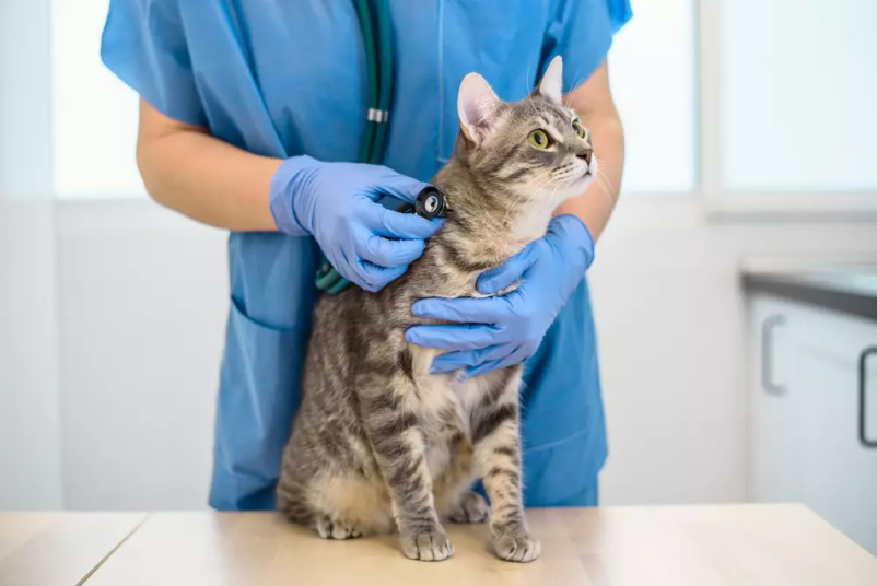 Kirurgija za male živali