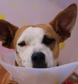 Veterinar za male živali Domžale