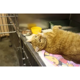 Veterinarska ambulanta Rex