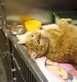 Veterinarska klinika za male živali Domžale