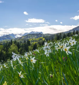 Koca na golici jesenice