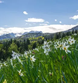 Koca na golici jesenice