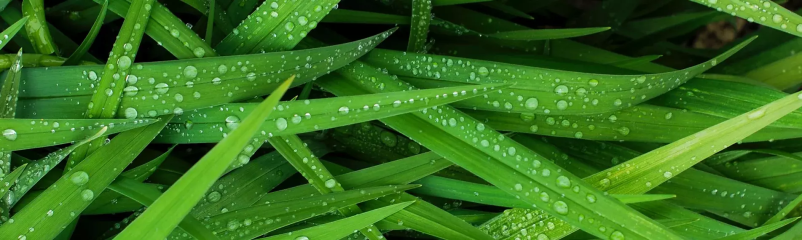 Ugodna košnja trave Podravska