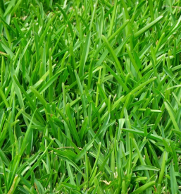 Kosnja trave in polaganje trave ljubljana okolica