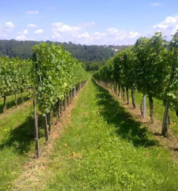 Kvalitetna bela vina Štajerska