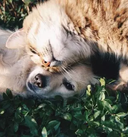 Kvalitetna hrana za macke krsko