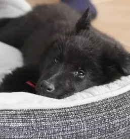 Kvalitetna hrana za pse supernova vhod a krsko