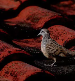 Kvalitetna krovska dela skofja loka