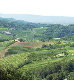 Awarded wines Slovenia