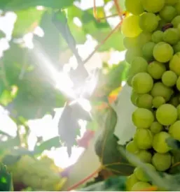 Kvalitetna vinogradniska oprema slovenija